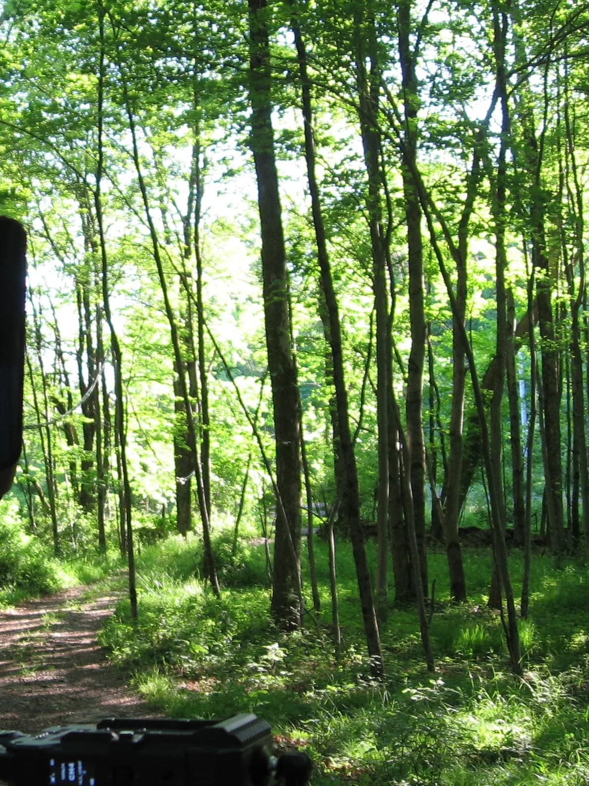 Sunlight falling across a green wooded path, with a camera at the lower edge